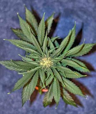 Big Bang Autoflowering > Green House Seed Company | Autoflowering Hanfsamen  |  Indica