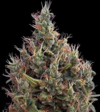 Big Bang Autoflowering > Green House Seed Company | Semillas autoflorecientes  |  Índica