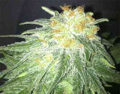 Big Brother > Kaya Spain Quality | Feminized Marijuana   |  Indica