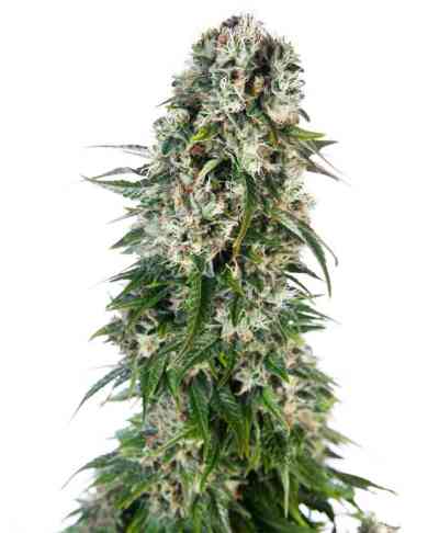 Big Bud Automatic > Sensi Seeds
