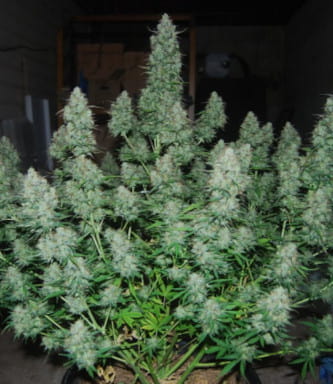 Big Bud Autoflower > Seed Stockers | Autoflowering Cannabis   |  Hybrid