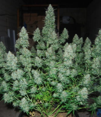 Big Bud Autoflower > Seed Stockers | Graines Autofloraison  |  Hybride