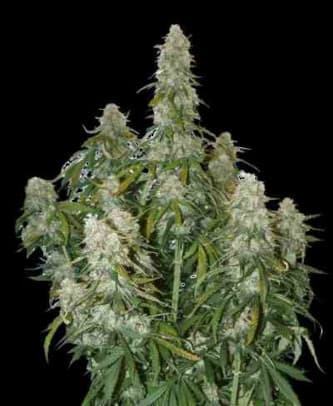 Big Bud Autoflower > Seed Stockers | Autoflowering Cannabis   |  Hybrid