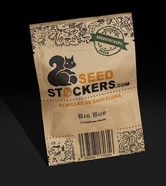 Big Bud Autoflower > Seed Stockers | Autoflowering Cannabis   |  Hybrid