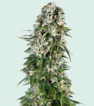 Big Bud Automatic > Sensi Seeds | Autoflowering Hanfsamen  |  Indica