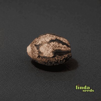 Big Bud semilla > Linda Seeds | NUESTRAS RECOMENDACIONES DE SEMILLAS DE MARIHUANA  |  Semillas Baratas