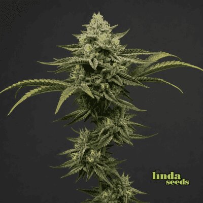 Big Bud semilla > Linda Seeds | NUESTRAS RECOMENDACIONES DE SEMILLAS DE MARIHUANA  |  Semillas Baratas