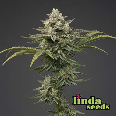 Big Bud Samen > Linda Seeds | Hanfsamen Empfehlungen  |  Günstige Hanfsamen
