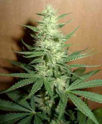 Big Bud > Homegrown Fantaseeds | Feminized Cannabis   |  Hybrid