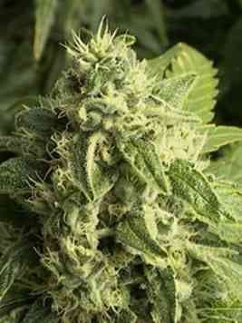 Big Bud > Linda Seeds