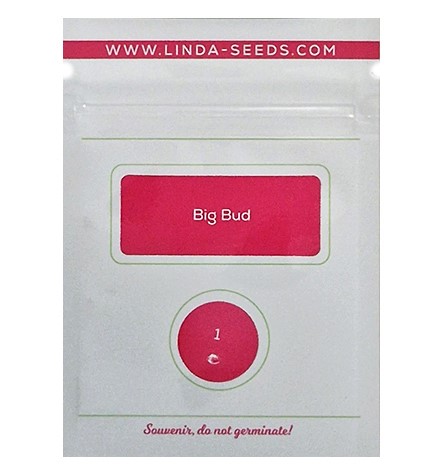 Big Bud > Linda Seeds | NUESTRAS RECOMENDACIONES DE SEMILLAS DE MARIHUANA  |  Semillas Baratas