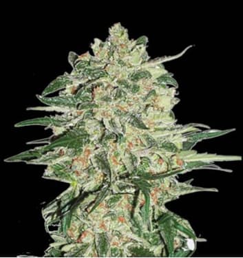 Big Bud > Seed Stockers | Feminisierte Hanfsamen  |  Hybrid