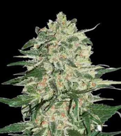 Big Bud > Seed Stockers