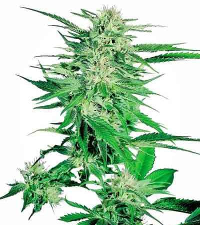 Big Bud > Sensi Seeds | Graines Féminisées  |  Hybride