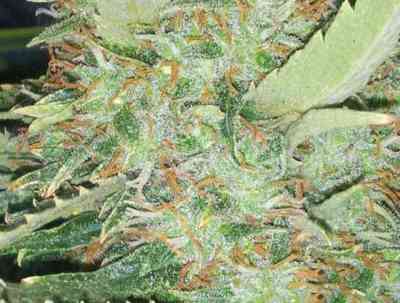 Big Bud > Vision Seeds | Feminisierte Hanfsamen  |  Hybrid