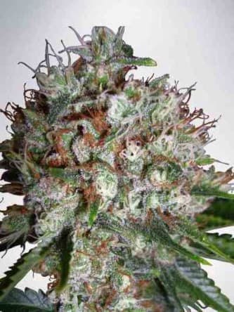 Big Bud XXL > Ministry of Cannabis