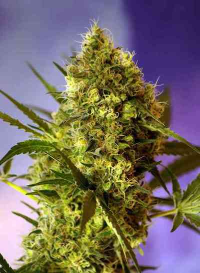 Big Devil Auto > Sweet Seeds | Graines Autofloraison  |  Indica