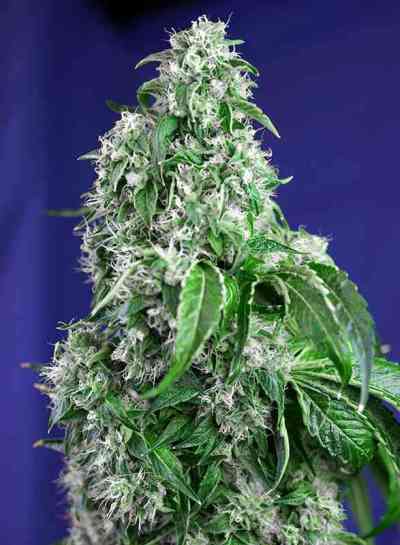 Big Devil F1 Fast Version > Sweet Seeds | Feminisierte Hanfsamen  |  Sativa