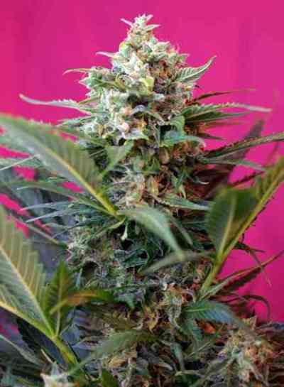 Big Devil XL Auto > Sweet Seeds | Autoflowering Hanfsamen  |  Hybrid