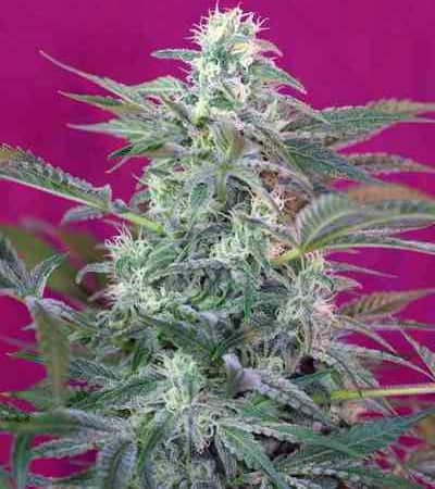 Big Foot > Sweet Seeds | Feminisierte Hanfsamen  |  Hybrid