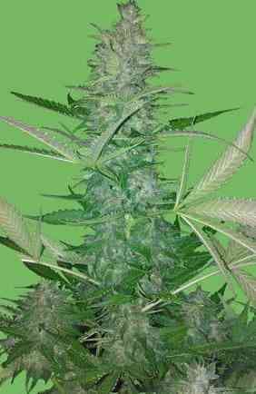 Big Low > Seeds of Life | Autoflowering Hanfsamen  |  Hybrid