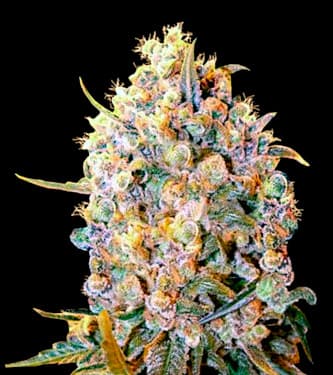 Bigger Bud > Bulk Seed Bank | Feminisierte Hanfsamen  |  Hybrid