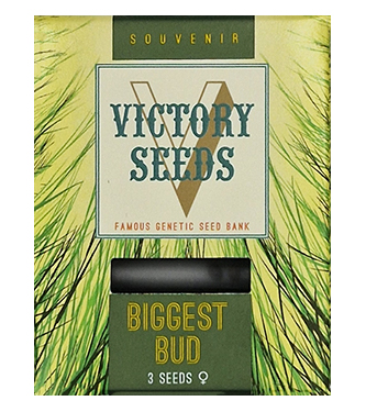 Biggest Bud > Victory Seeds | Graines Féminisées  |  Indica