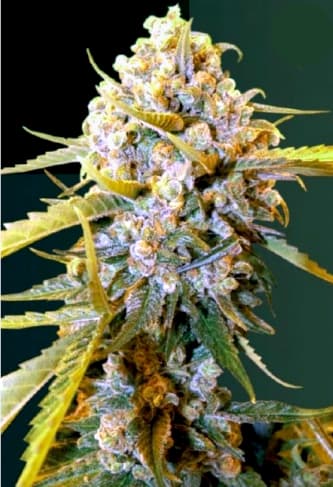 Biggest Bud > Victory Seeds