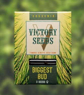 Biggest Bud > Victory Seeds | Feminisierte Hanfsamen  |  Indica