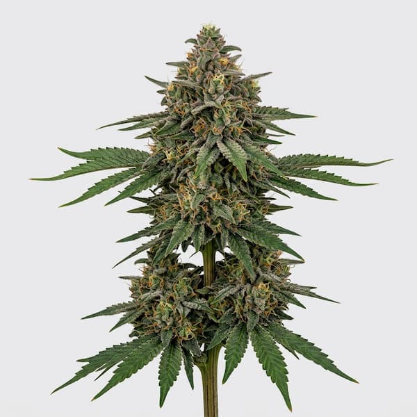 Biker Kush x K-Mintz Seed > Ripper Seeds | Feminized Cannabis   |  Indica