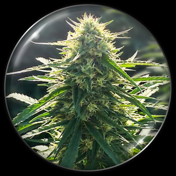 BioRelief CBD > Medical Seeds | CBD Hanfsamen  |  Indica