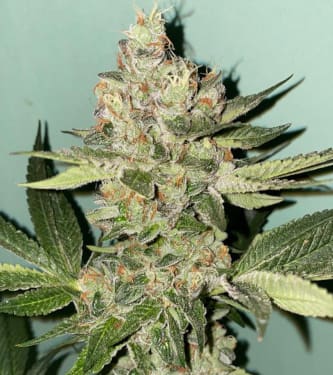 Biscotti 2.0 > The Plug Seedbank | Feminized Marijuana   |  hybrid