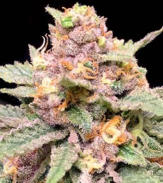 Biscotti Mintz > Linda Seeds | Cannabis seeds recommendations  |  Affordable Cannabis