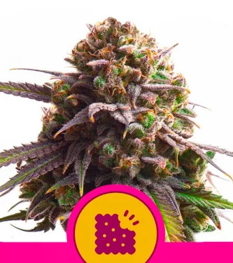 Biscotti > Royal Queen Seeds | Feminized Marijuana   |  Indica