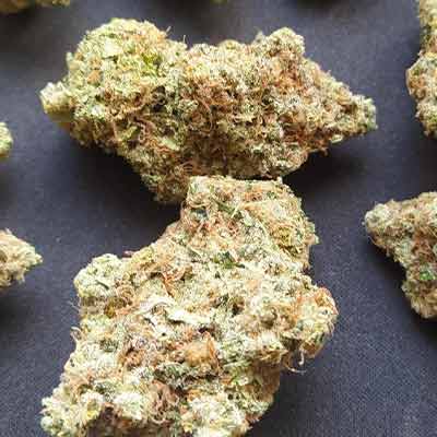 Biscotti > Tramuntana Seeds | Feminisierte Hanfsamen  |  Hybrid