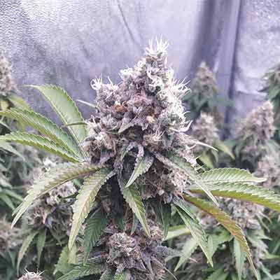 Biscotti > Tramuntana Seeds | Feminisierte Hanfsamen  |  Hybrid