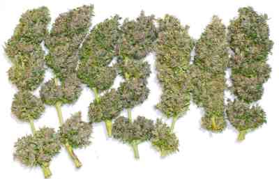 Bisho Purple > Tropical Seeds Company | Feminized Marijuana   |  hybrid