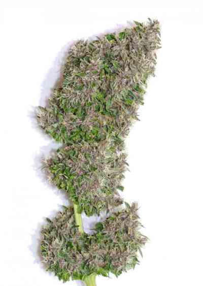 Bisho Purple > Tropical Seeds Company | Feminisierte Hanfsamen  |  Hybrid