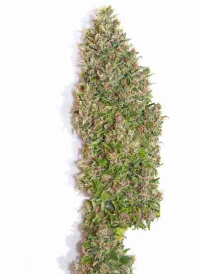 Bisho Purple > Tropical Seeds Company | Feminisierte Hanfsamen  |  Hybrid