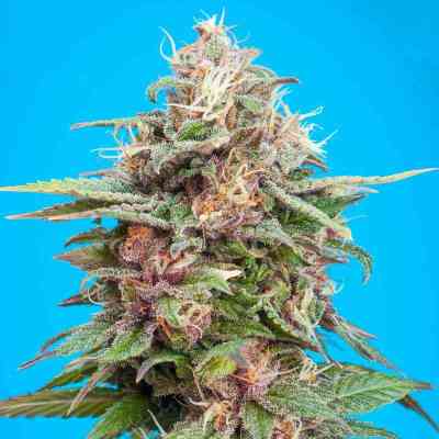 Bisho Purple > Tropical Seeds Company | Feminized Marijuana   |  hybrid