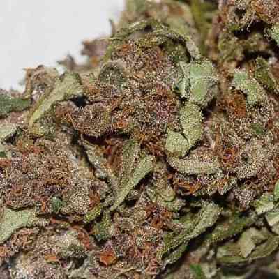 Bisho Purple > Tropical Seeds Company | Feminized Marijuana   |  hybrid