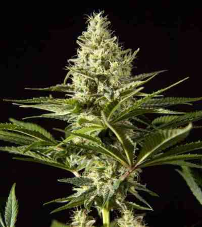 Philo Mix > Philosopher Seeds | Feminized Marijuana   |  hybrid