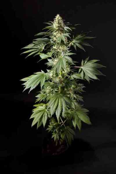 Black Bomb > Philosopher Seeds | Feminized Marijuana   |  Indica