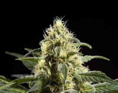 Black Bomb > Philosopher Seeds | Feminisierte Hanfsamen  |  Indica