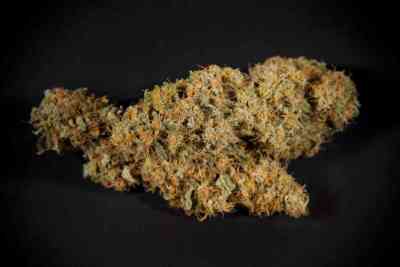 Black Bomb > Philosopher Seeds | Feminized Marijuana   |  Indica