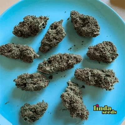 Black Cherry Punch Samen > Linda Seeds | Feminisierte Hanfsamen  |  Indica