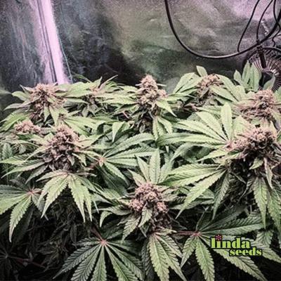 Black Cherry Punch Samen > Linda Seeds | Feminisierte Hanfsamen  |  Indica