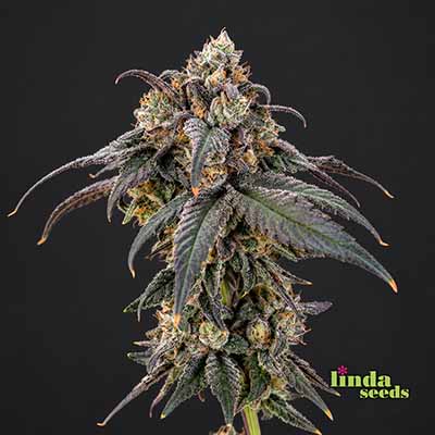 Black Cherry Punch Samen > Linda Seeds | Feminisierte Hanfsamen  |  Indica