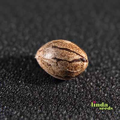 Black Cherry Punch Samen > Linda Seeds | Feminisierte Hanfsamen  |  Indica