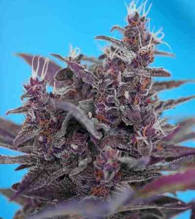 Black Cream Auto > Sweet Seeds | Graines Autofloraison  |  Indica